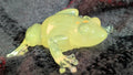 Yellow Frog Figurine | Handmade Resin Home Decor